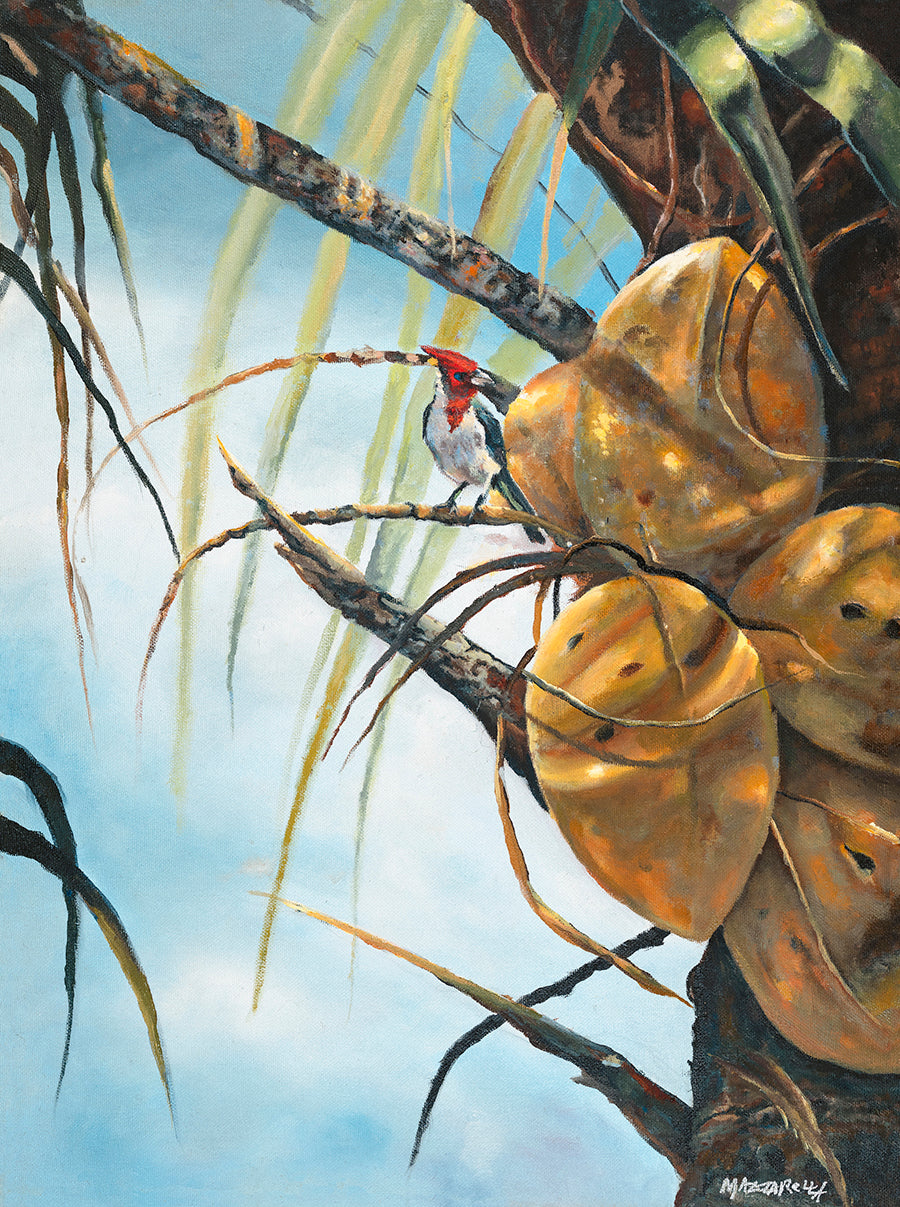 Coconut Cardinal - Giclée on Metal